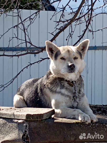 Отдам в хорошие руки