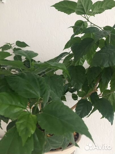 Китайская роза