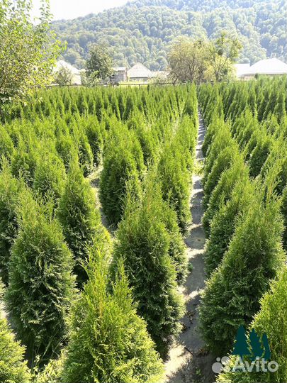 Туя Смарагд с доставкой