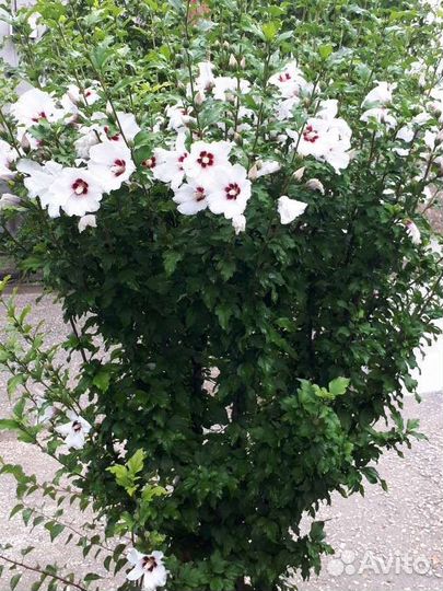 Гибискус сирийский