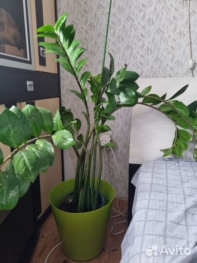 Замиокулькас