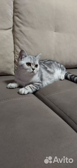 Клубная кошечка