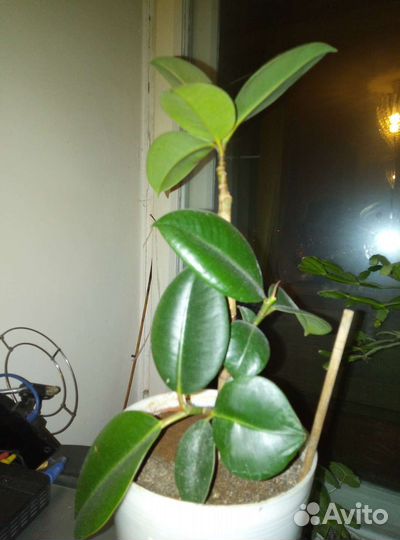 Фикус беджамина и каучуконосный