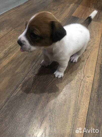 Щенки джек Рассел терьер