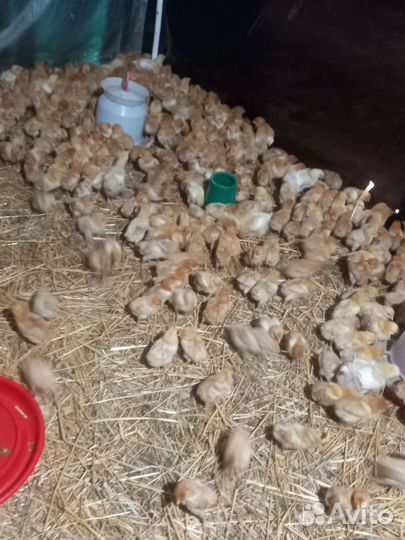 Цветной бройлер. Старт продаж с 15 мая