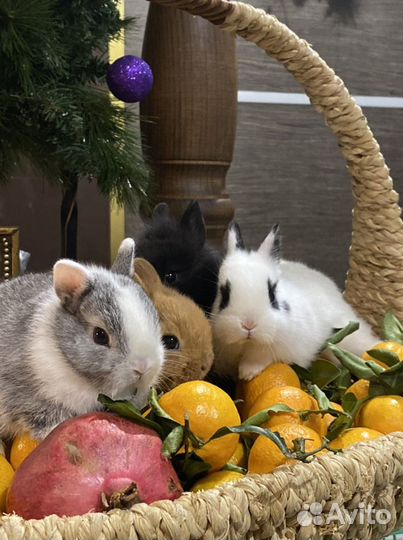 Кролики царские ручные