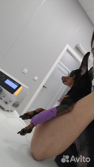 Ветеринарная помощь на дому