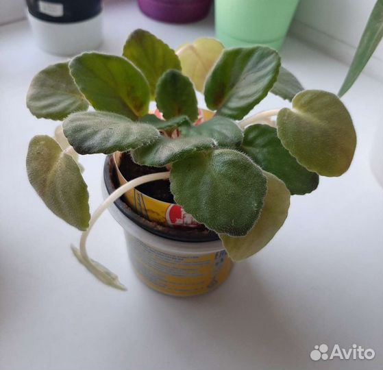 Фиалка махровая