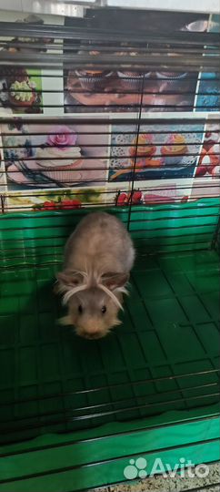 Декоративные кролики