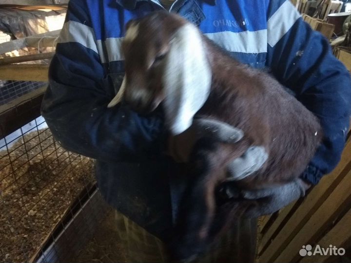 Козлик нубийский