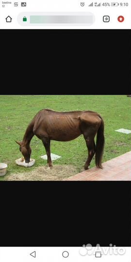 Продам лошадь