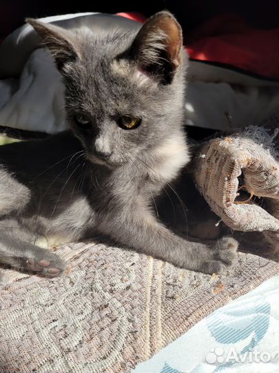 Котенок 2 месяца девочка