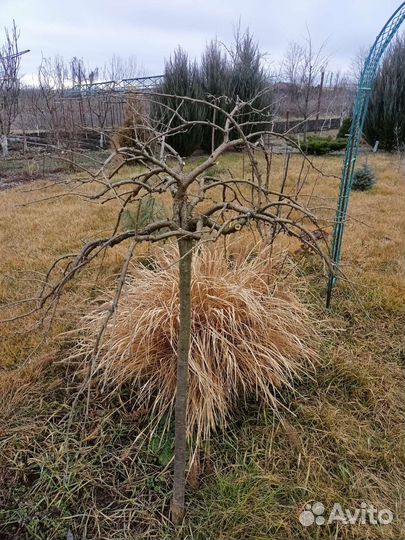 Обрезка деревьев, кустарников, винограда, хвойных