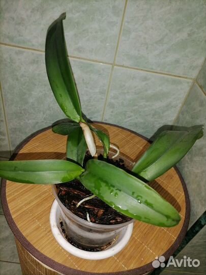 Орхидея каттлея