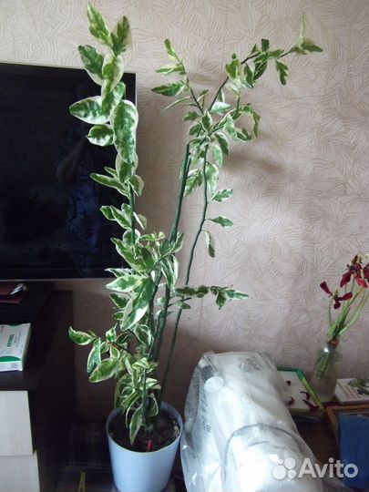 Отростки Педилантуса