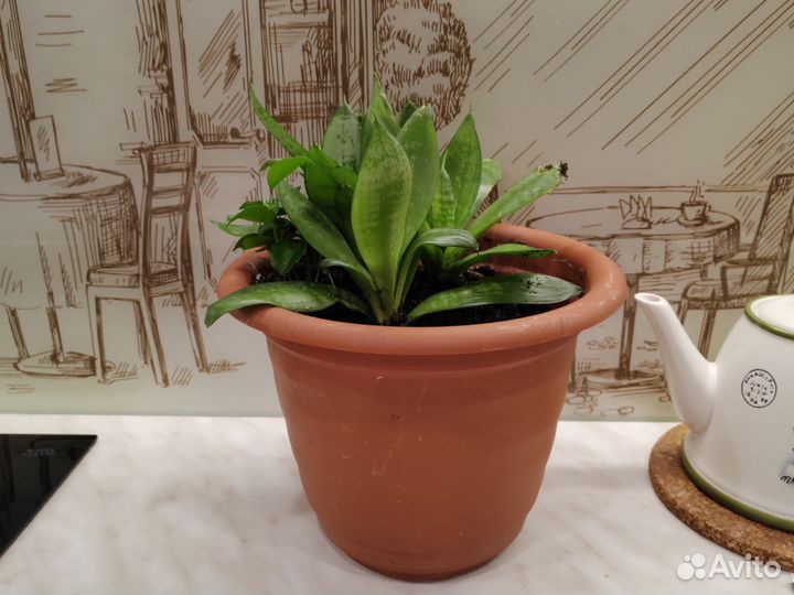 Сансевиерия бесплатно