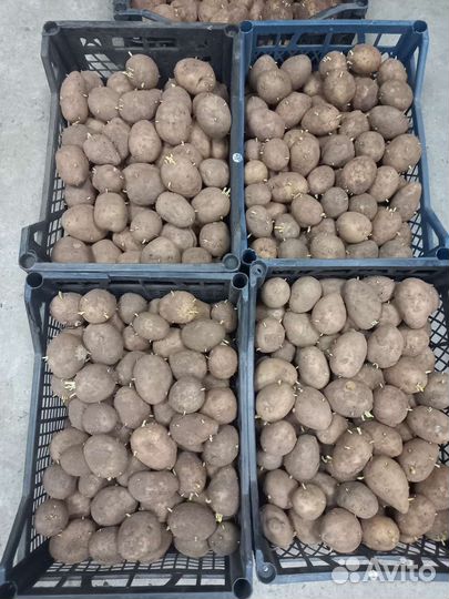 Семенной картофель гала