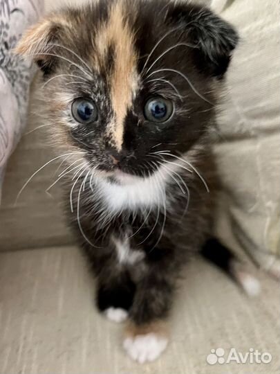 Котенок в добрые руки