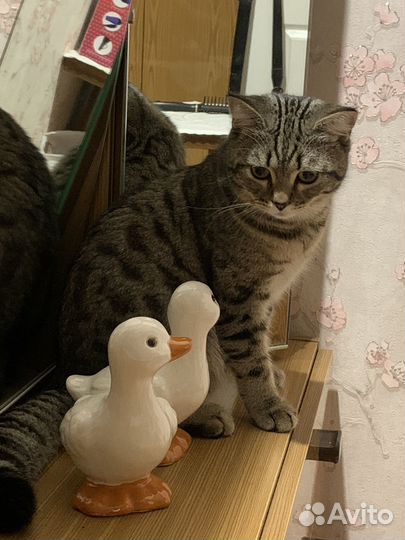 Отдам в добрые руки в связи с переездом