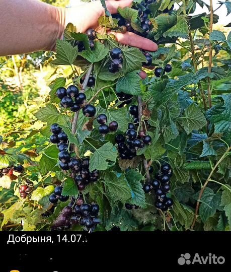 Саженцы смородины