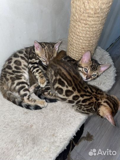 Бенгальская