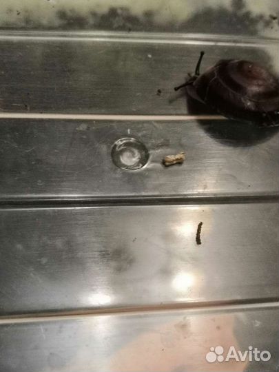 Улитки ахатины