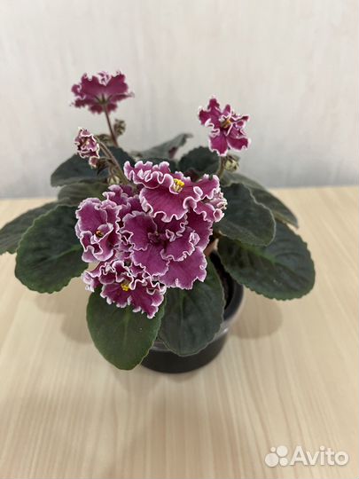 Фиалки сортовые