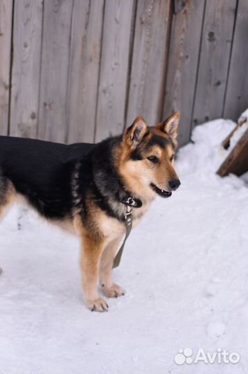 Собака ищет дом