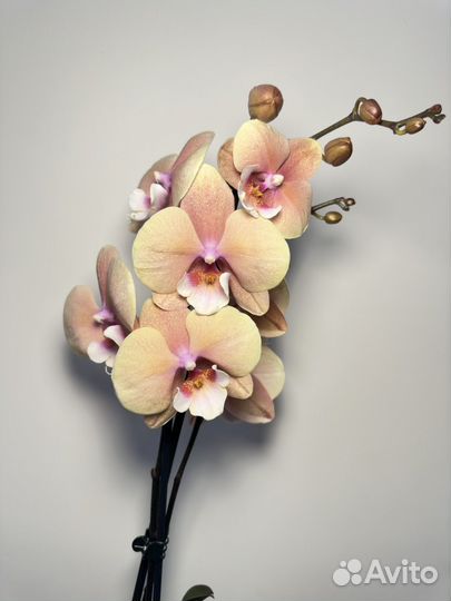 Орхидея фаленопсис