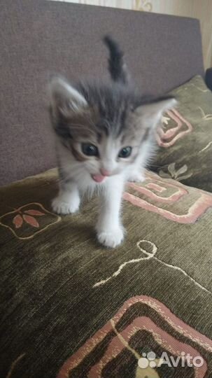 Котята 1,5 мес