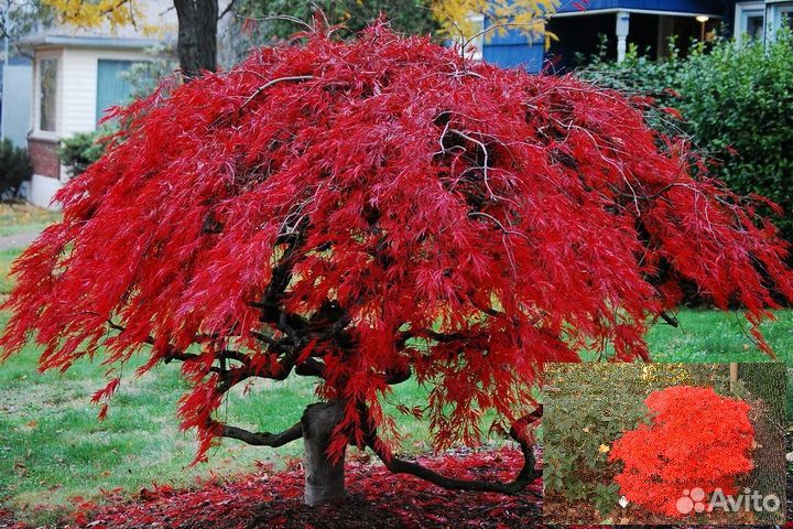 Саженцы декоративных японских кленов