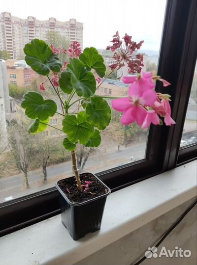 Герань,каланхоэ цветущее,оленьи рожки,традесканци