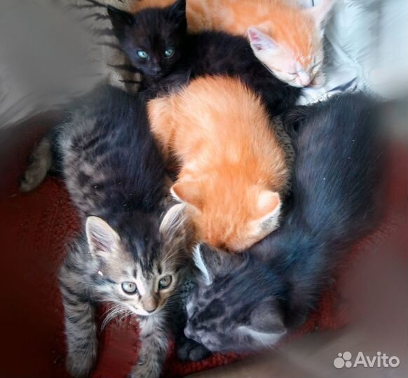 Котятки от бабушки Вали