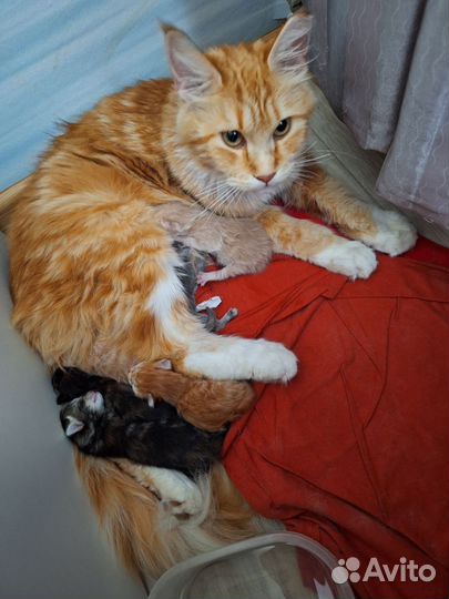 Котята мейн-кун