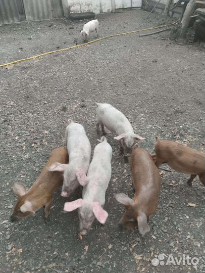 Поросята ландрас дюрок