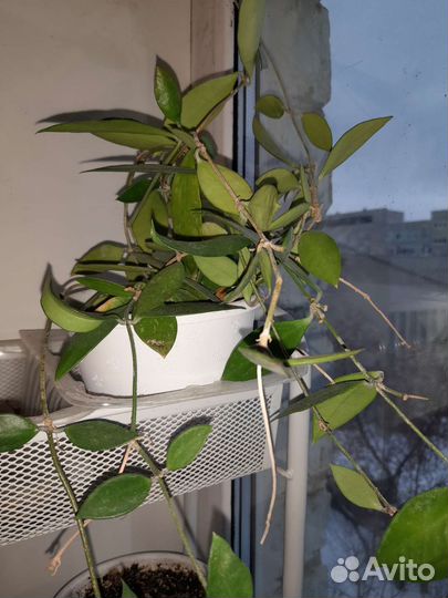 Хойя Грацилис и Карноза