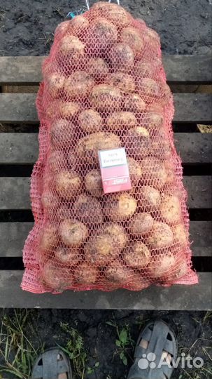 Продам картофель оптом