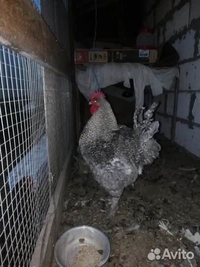 Цыплята. Инкубационные яйцо породных кур