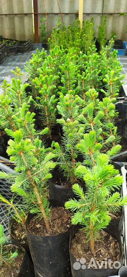 Саженцы ели