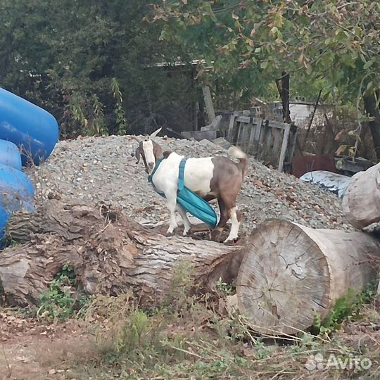 Продам козла