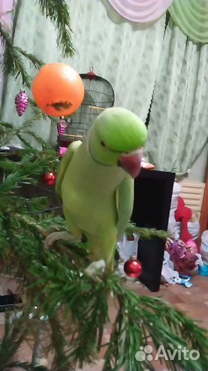 Попугай Ожереловый самец 