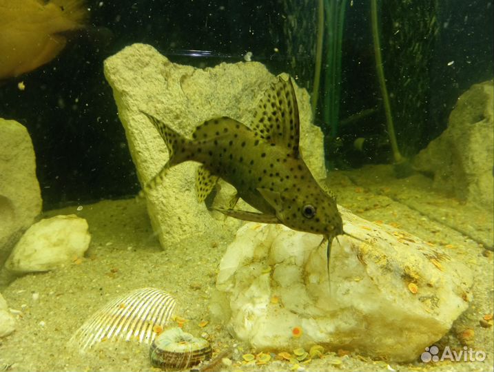 Ауратус меланохромис, Сом синодонтис(перевёртыш)