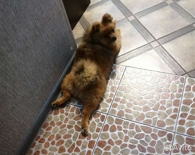 Померанский шпиц девочка