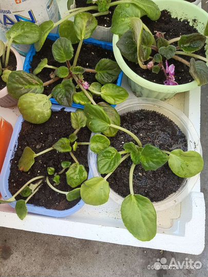 Комнатные цветы