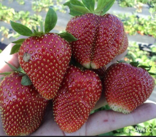 Рассада клубники Вима