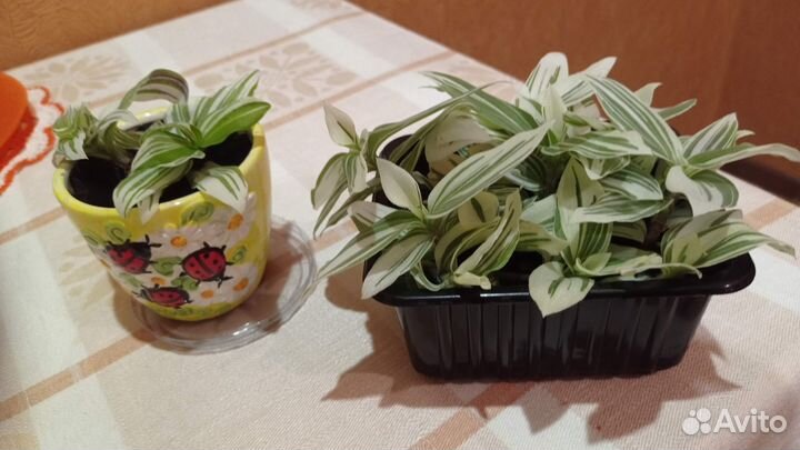 Традесканция белая