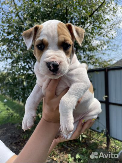 Щенки амстаффа