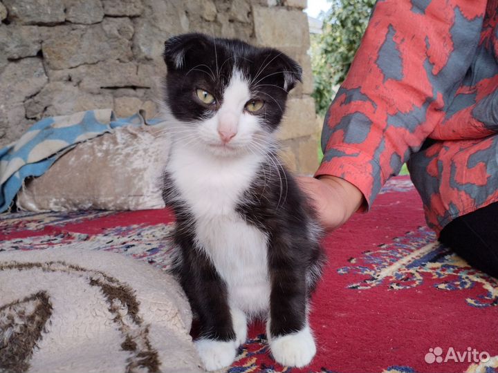 Шотландская вислоухая