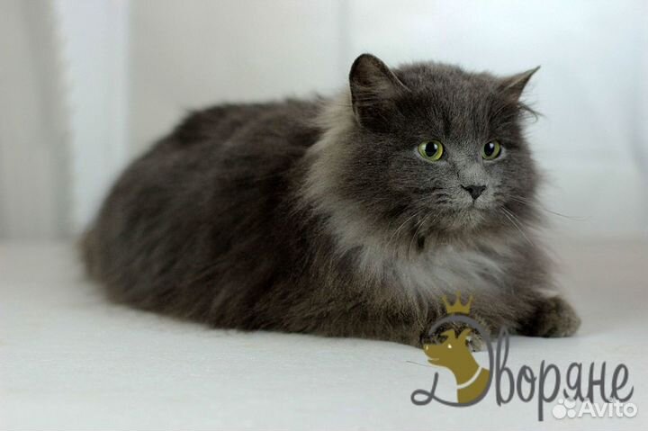 Пристраивается прекрасный кот Василий