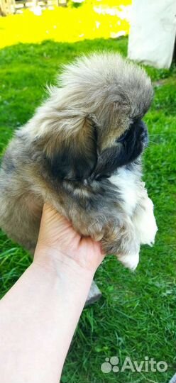 Щенки пекинеса